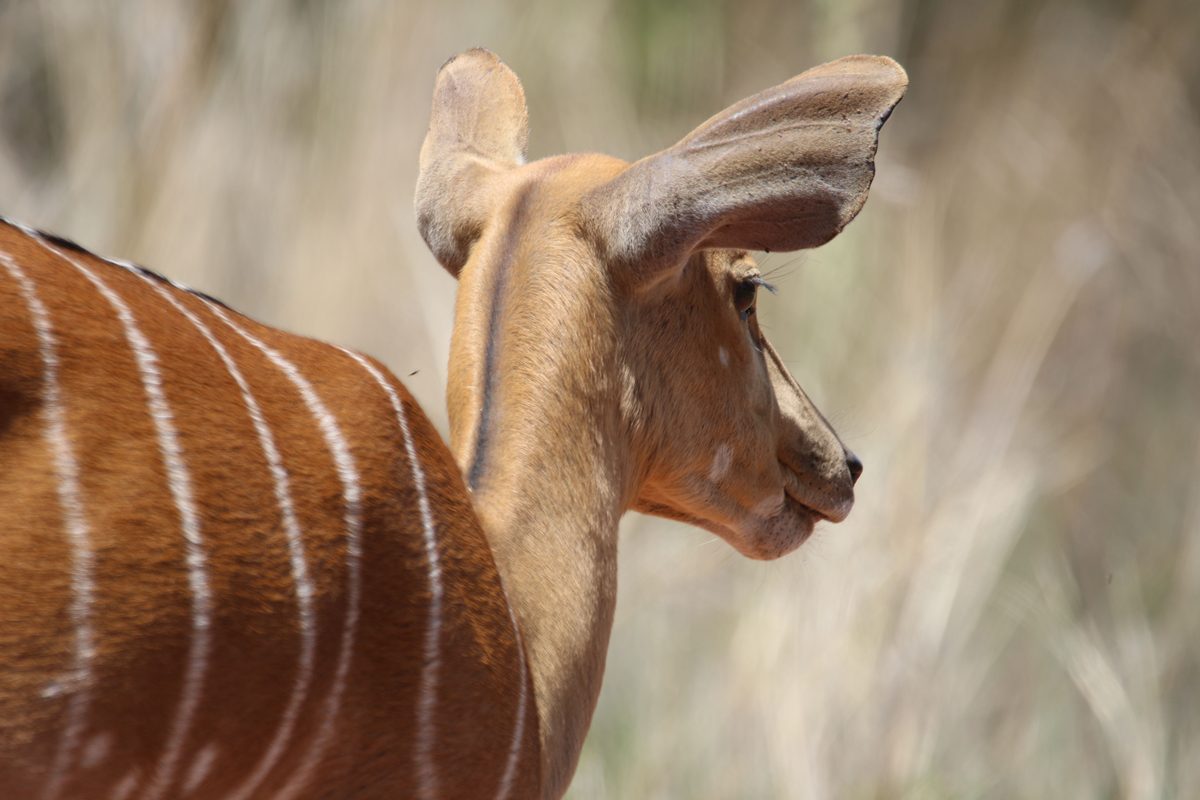 Nyala, Sudan